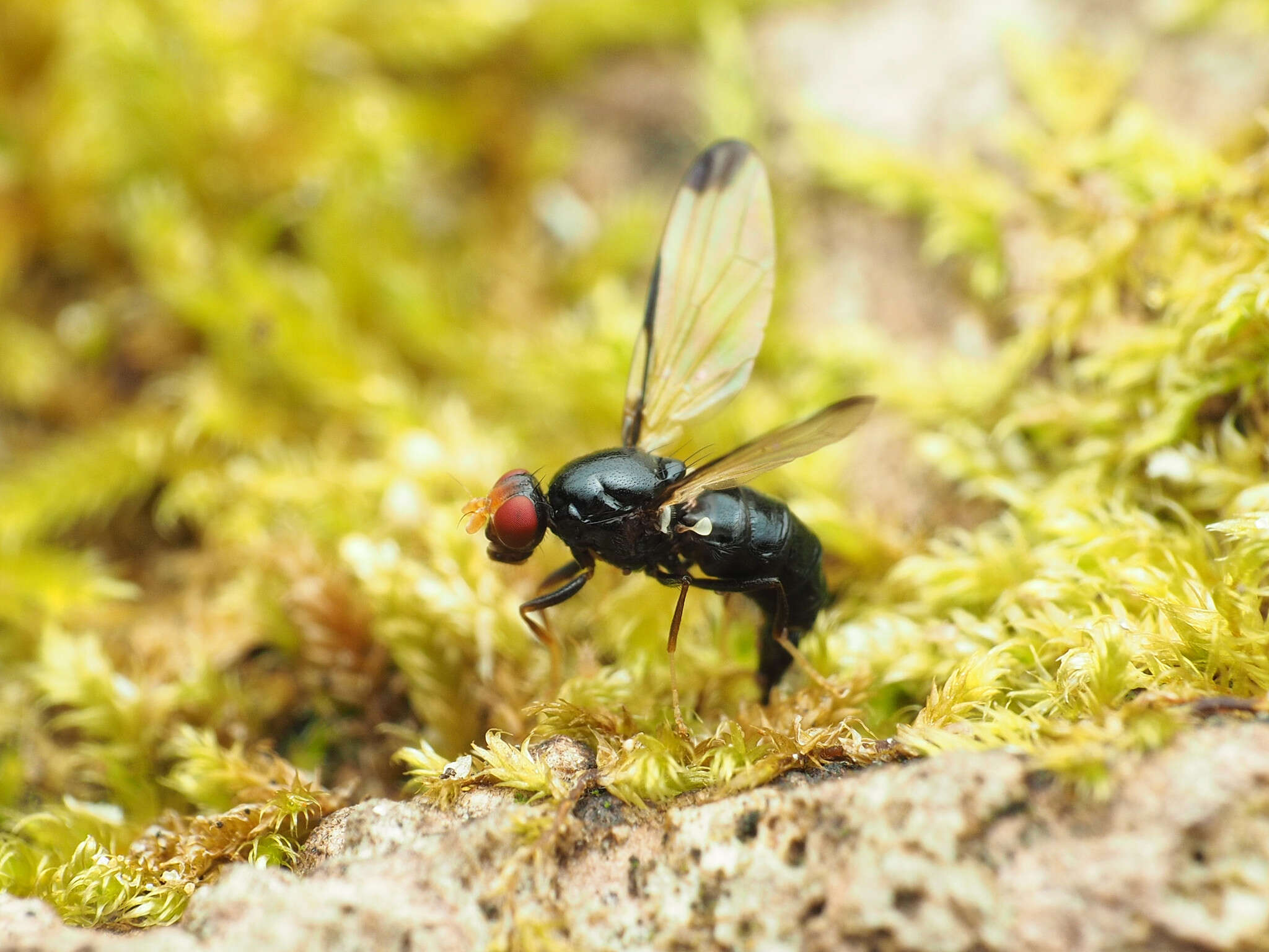 Image of Pseudoseioptera albipes (Cresson 1919)