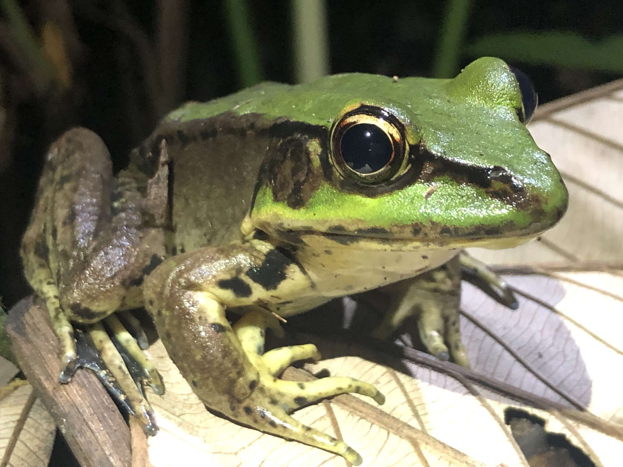 Image of Lithobates palmipes (Spix 1824)