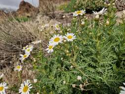 Image of Argyranthemum tenerifae C. J. Humphries