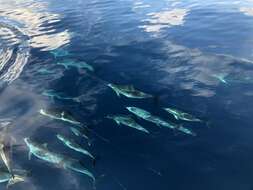 Image of Atlantic Spotted Dolphin