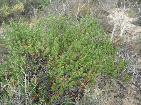 Image of Pteronia onobromoides DC.