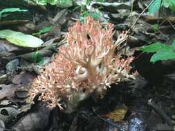 Image of Ramaria subbotrytis (Coker) Corner 1950