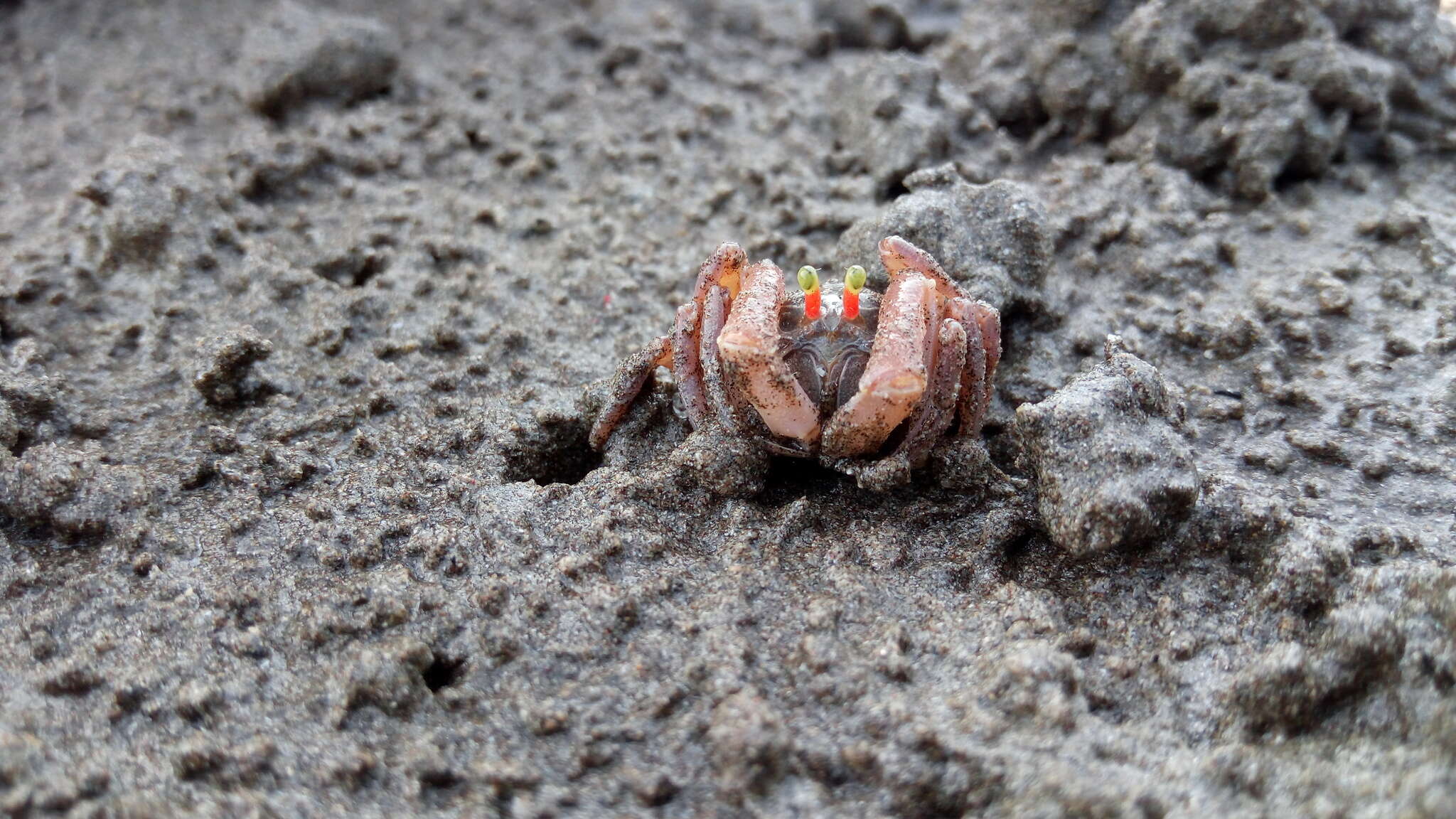 Image of Dotilla myctiroides (H. Milne Edwards 1852)