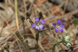 Imagem de Campanula rhodensis A. DC.