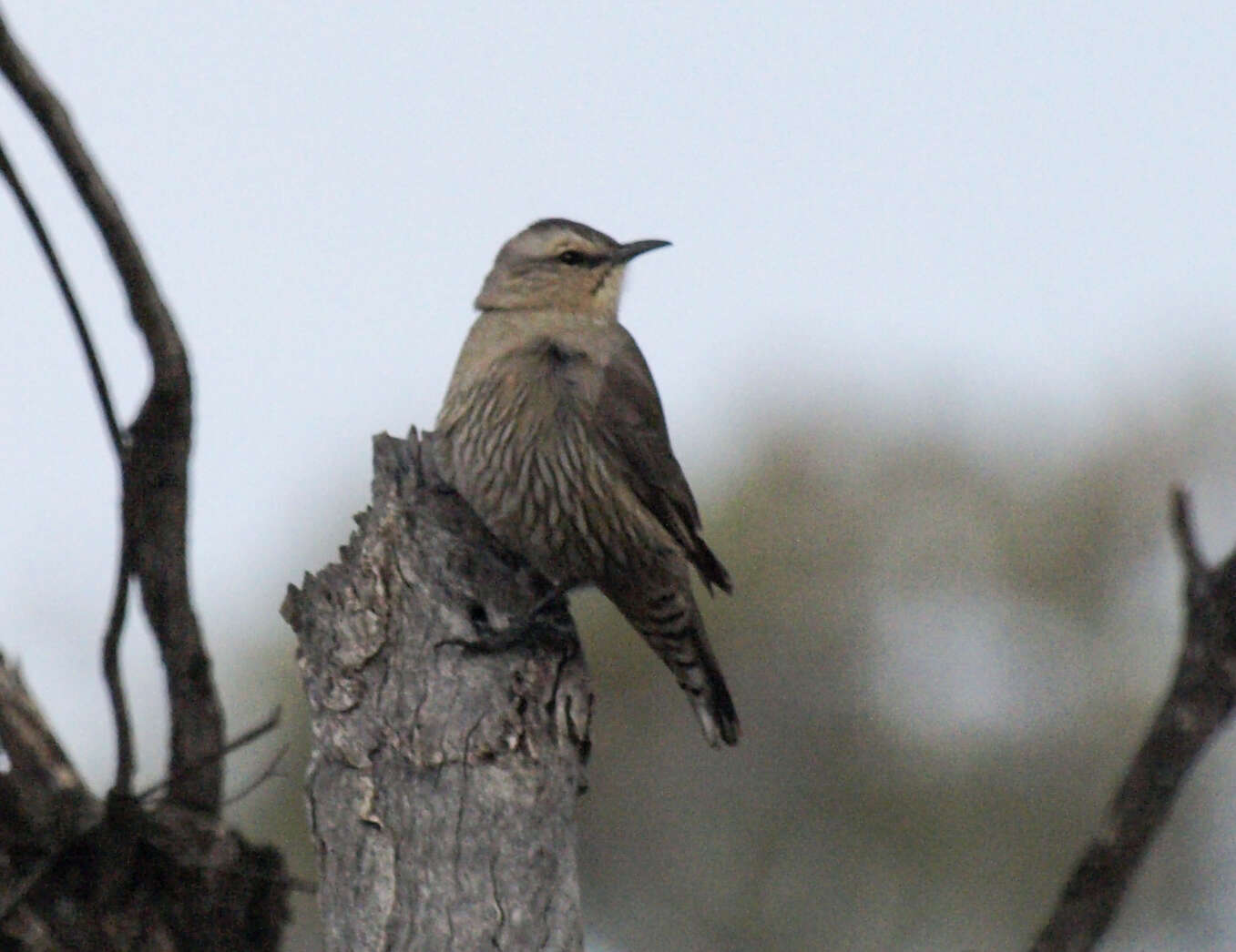 Climacteris affinis Blyth 1863的圖片