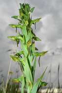 Image of Habenaria anguiceps Bolus