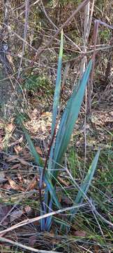 Image of Dianella prunina R. J. F. Hend.