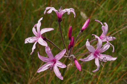 Image of Nerine platypetala McNeil