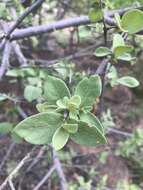 Image of Vangueria parvifolia Sond.