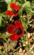 Image of Prickly Poppy