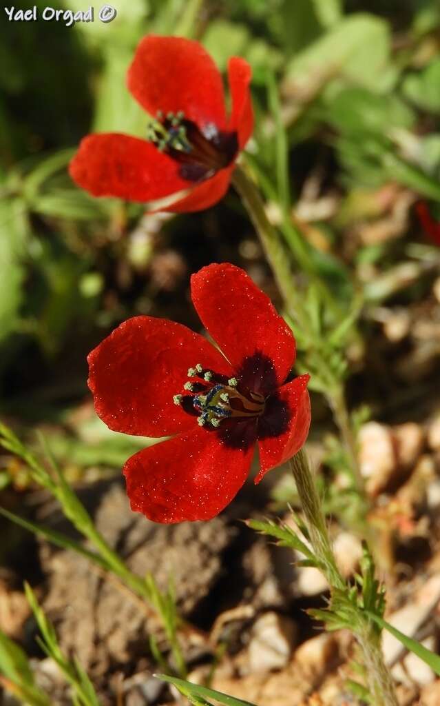 Image of Prickly Poppy