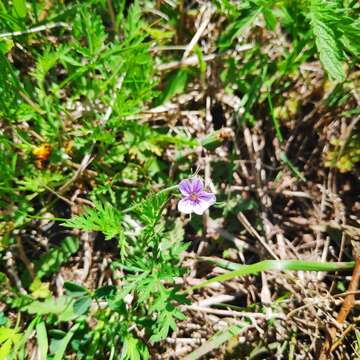 Слика од Erodium stephanianum Willd.