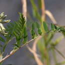 Plancia ëd Astragalus uliginosus L.