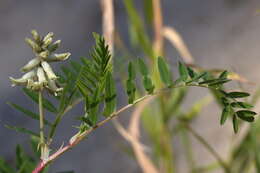 Plancia ëd Astragalus uliginosus L.