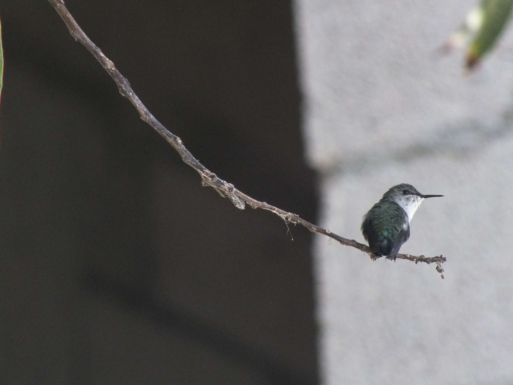 Image of Vervain Hummingbird