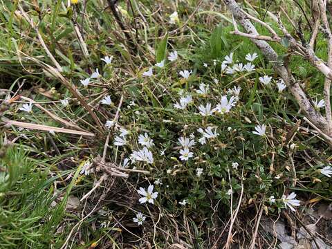 صورة Cerastium morrisonense Hayata