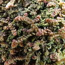 Image of Frullania fragilifolia (Taylor) Gottsche, Lindenb. & Nees