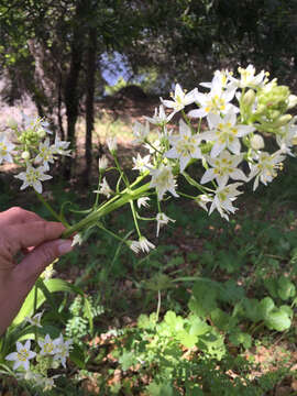 Image of common star lily