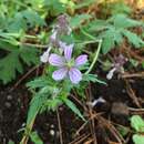 Image of Geranium seemannii Peyr.