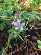 Imagem de Geranium seemannii Peyr.