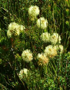 Sivun Callistemon pityoides Miq. kuva