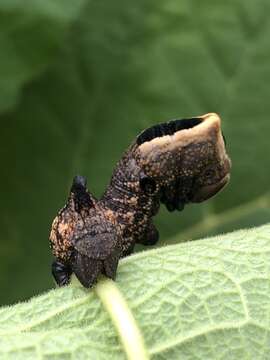 Image of Lintneria lugens (Walker 1856)