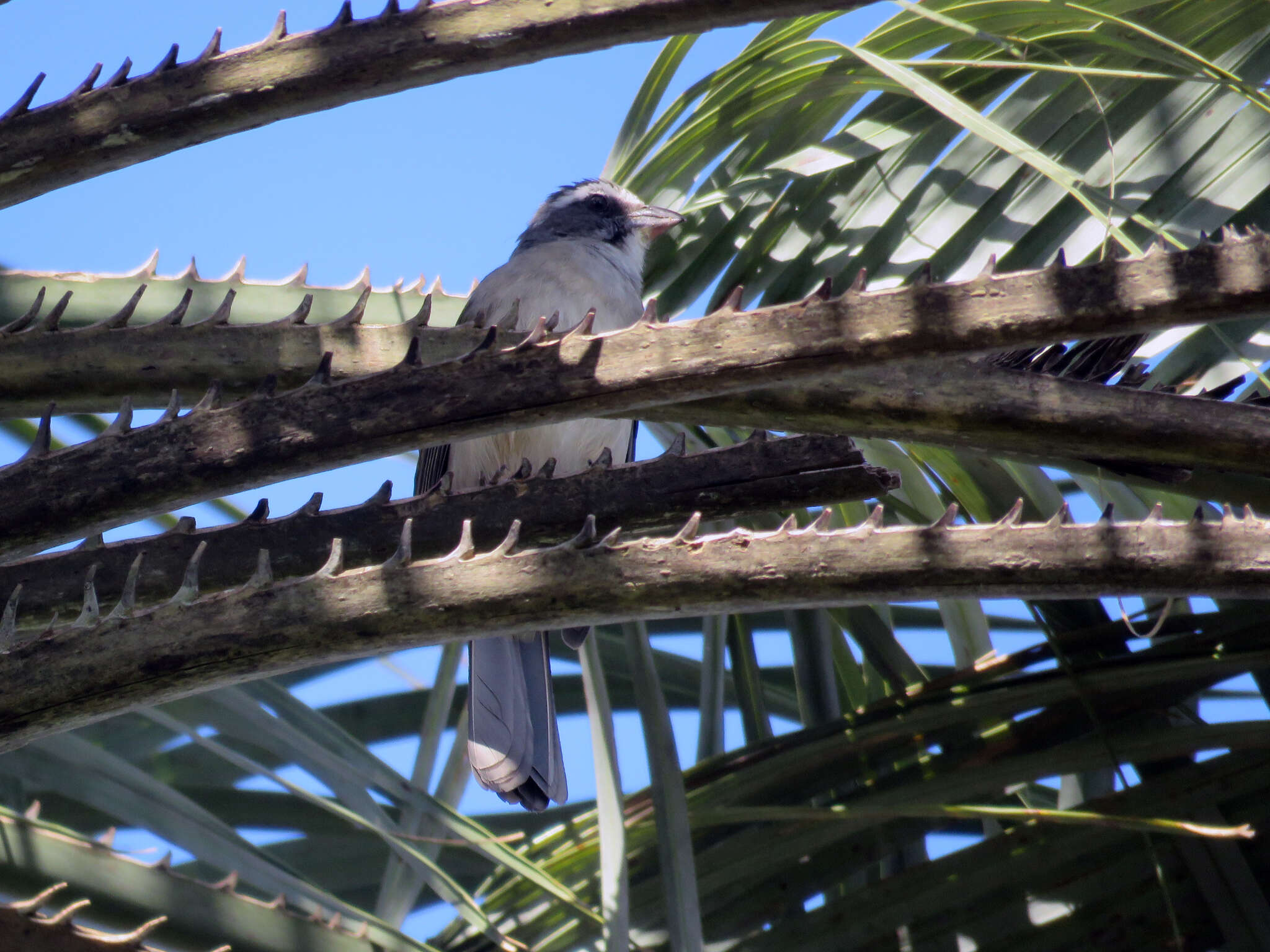 Imagem de Saltator similis d'Orbigny & Lafresnaye 1837