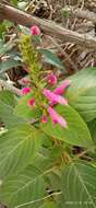 Image of Salvia tortuosa Kunth