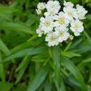 Image of Achillea biserrata M. Bieb.