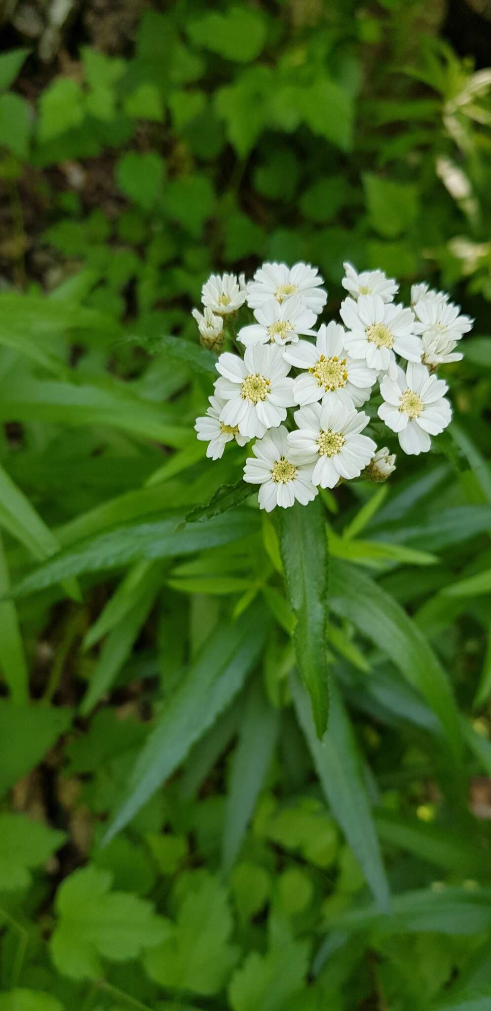 Sivun Achillea biserrata M. Bieb. kuva