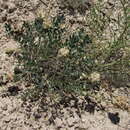 صورة Astragalus calycinus Bieb.