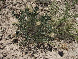 Image of Astragalus calycinus Bieb.