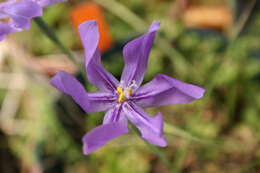 Image of Calydorea undulata Ravenna