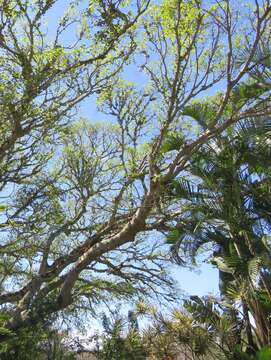 Imagem de Ficus polita subsp. polita