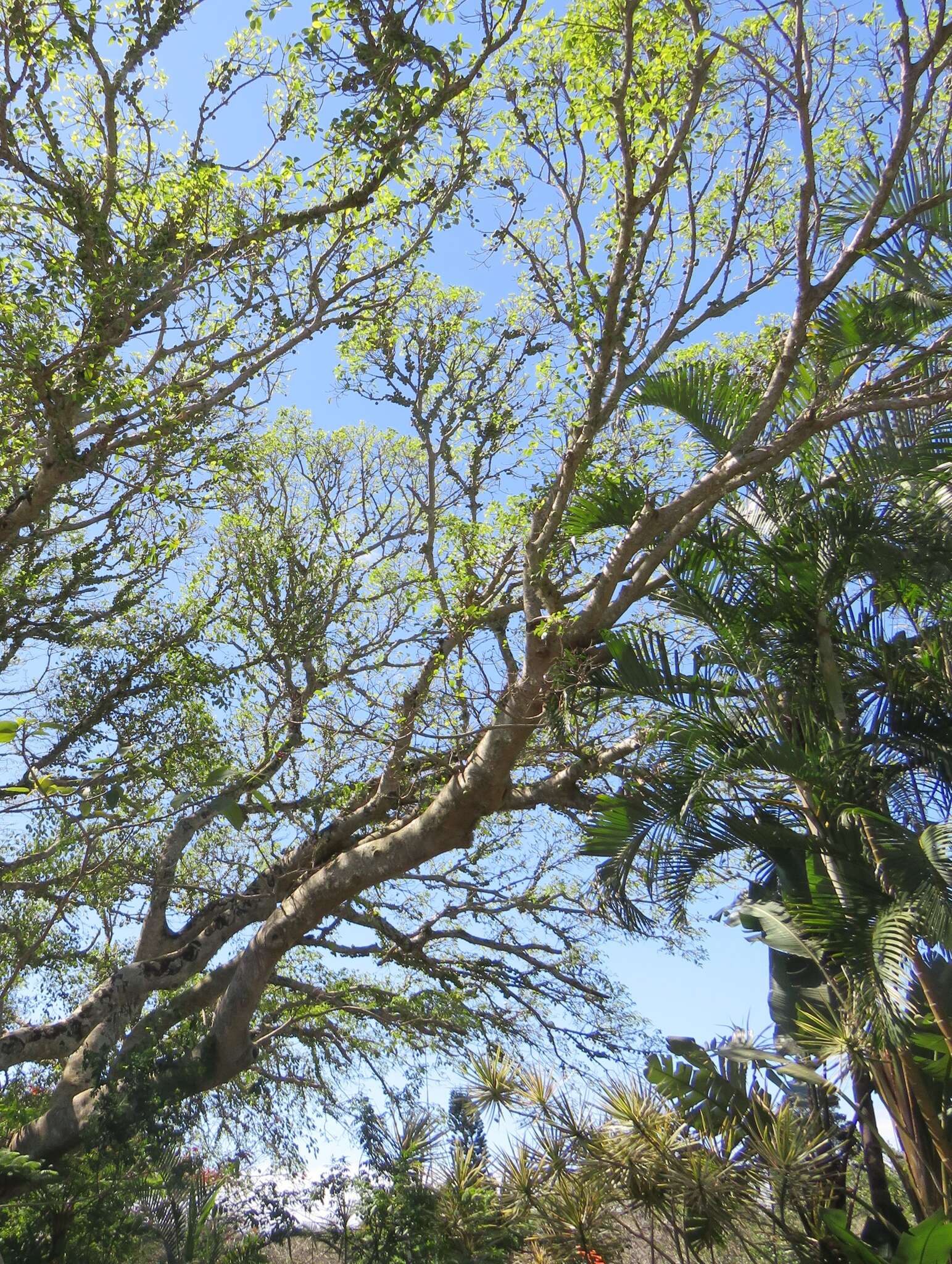 Ficus polita subsp. polita的圖片