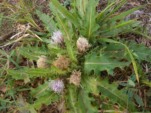 Слика од Cirsium roseolum Z. S. Gorlacheva