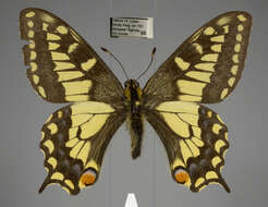 Imagem de <i>Papilio machaon aliaska</i>