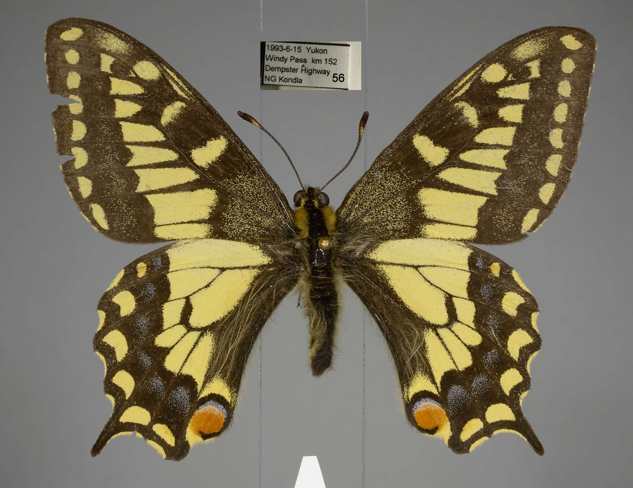 Image of <i>Papilio machaon aliaska</i>