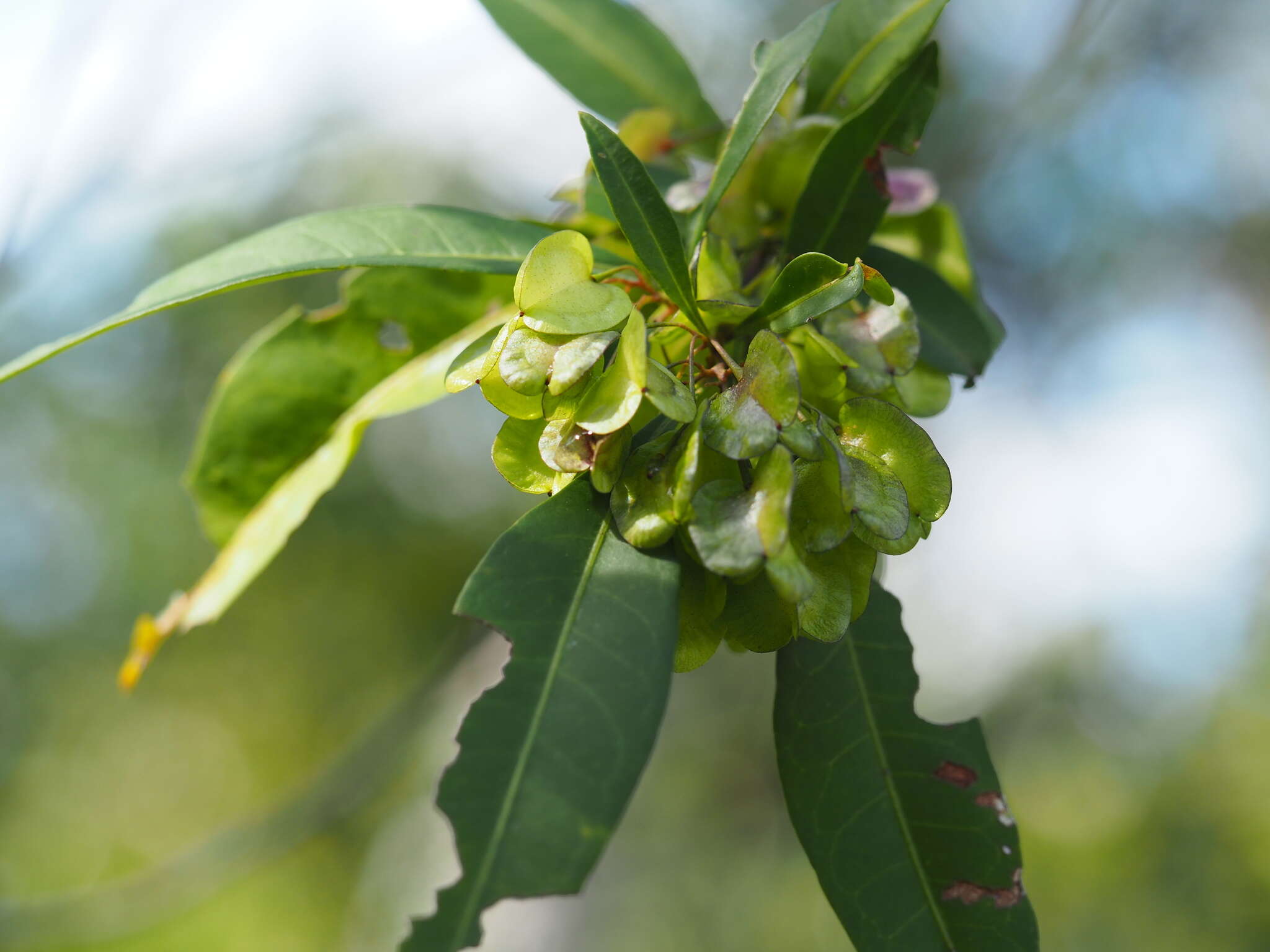 Image of Dodonaea triquetra Wendl.