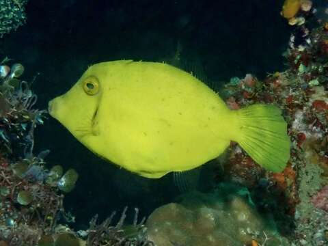 Image of Waxy filefish