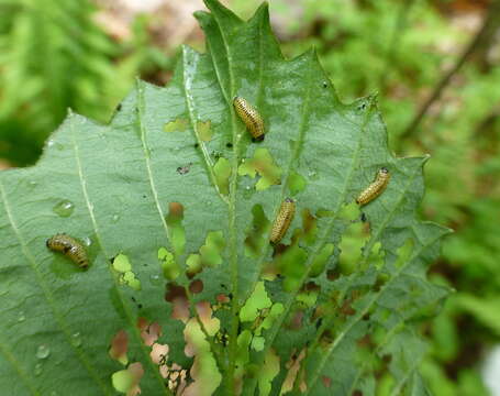 Image of Viburnum leaf beetle