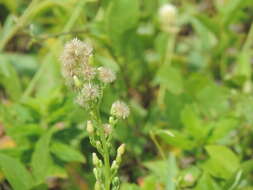 Image of Erigeron blakei Cabrera