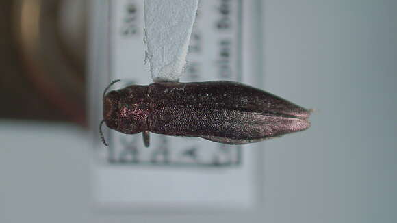 Image of Common Willow Agrilus