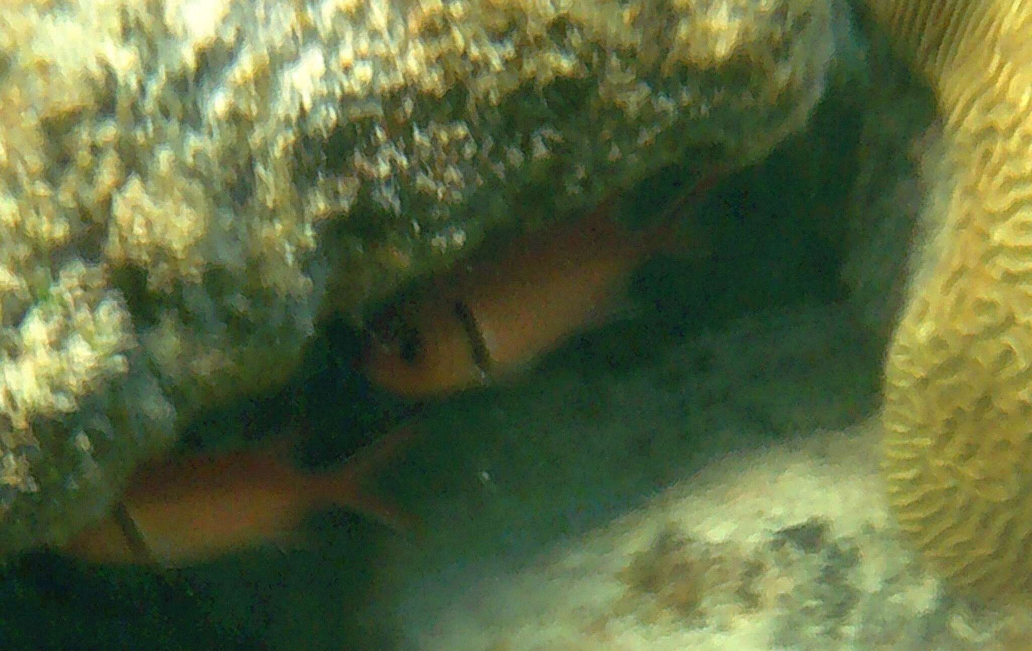 Image of Big-eyed Squirrelfish