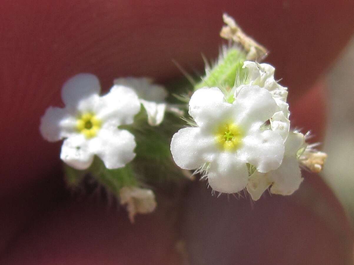 Plancia ëd Cryptantha crassisepala var. crassisepala