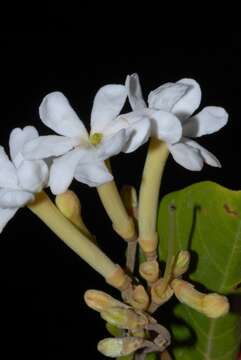 Image of Beach Gardenia