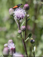 Image of Black-and-yellow Lichen Moth