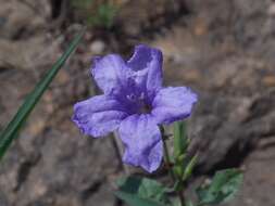 صورة Ruellia nudiflora var. nudiflora