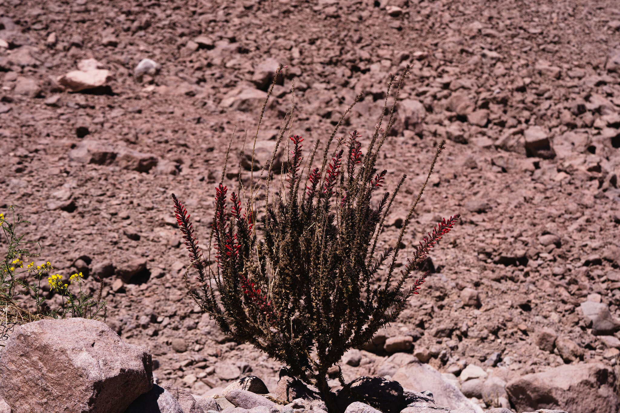 Image of Malesherbia auristipulata Ricardi