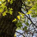 Imagem de Quercus columnaris Laughlin